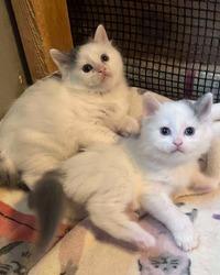 Gattini Munchkin